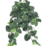 De Kunst hangplant Fittonia Groen-wit 70 cm heeft weelderige, hangende donkergroene bladeren met opvallende witte nerven, die elegant aan meerdere stelen hangen.