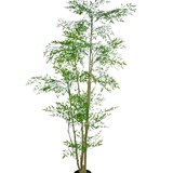De Kunstplant Ruscus 210 cm is een hoge kunstplant met slanke groene bladeren en meerdere dunne, bruine stengels in een kleine zwarte pot, tegen een effen witte achtergrond.