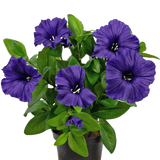 Een Kunstbloem Petunia plant UV 25 cm in paars met weelderige groene bladeren, uitgestald in een pot tegen een effen witte achtergrond.