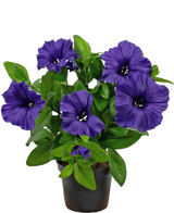 De Kunstbloem Petunia plant 25 cm paars heeft een groene bladplant met verschillende grote, levendige paarse bloemen in volle bloei en donkere harten, in een kleine zwarte pot tegen een witte achtergrond.