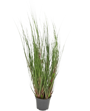 De Kunst Grasplant Onion 60 cm brandvertragend is een siergras in pot met lange, dunne groene sprieten en enkele roodachtige stengels, tegen een effen witte achtergrond.
