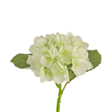 De Kunstbloem Hortensia 34 cm wit heeft zachte, ronde witte bloemblaadjes en twee grote groene bladeren op een lange steel. Ideaal als decoratieve bloem voor elk modern interieur, tegen een witte achtergrond.