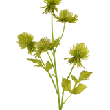 De Kunstbloem Distel 66 cm groen heeft vijf ronde, piekerige groene bloemen en een aantal gekartelde bladeren op een kunstmatige steel, tegen een effen witte achtergrond.