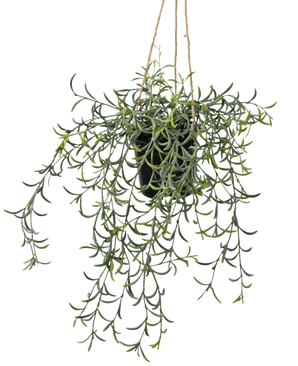 De Kunst hangplant Senecio met pot 35 cm is een zwarte hangpot met een trapsgewijs groeiende groene vetplant met lange, slanke stengels, opgehangen met touw tegen een witte achtergrond.