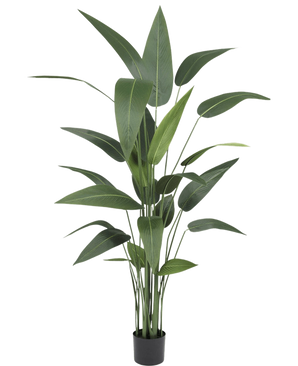 De Kunstplant Heliconia 160 cm heeft hoge, onderhoudsvrije, slanke groene bladeren die zich uitstrekken vanaf meerdere stelen in een eenvoudige zwarte pot-een grote kunstplant die stijl toevoegt aan elke ruimte.
