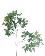 De Kunstblad Ming Aralia 50 cm groen brandvertragend heeft meerdere clusters van groene, gekartelde, puntige bladeren in een opwaarts verspreid patroon tegen een witte achtergrond.