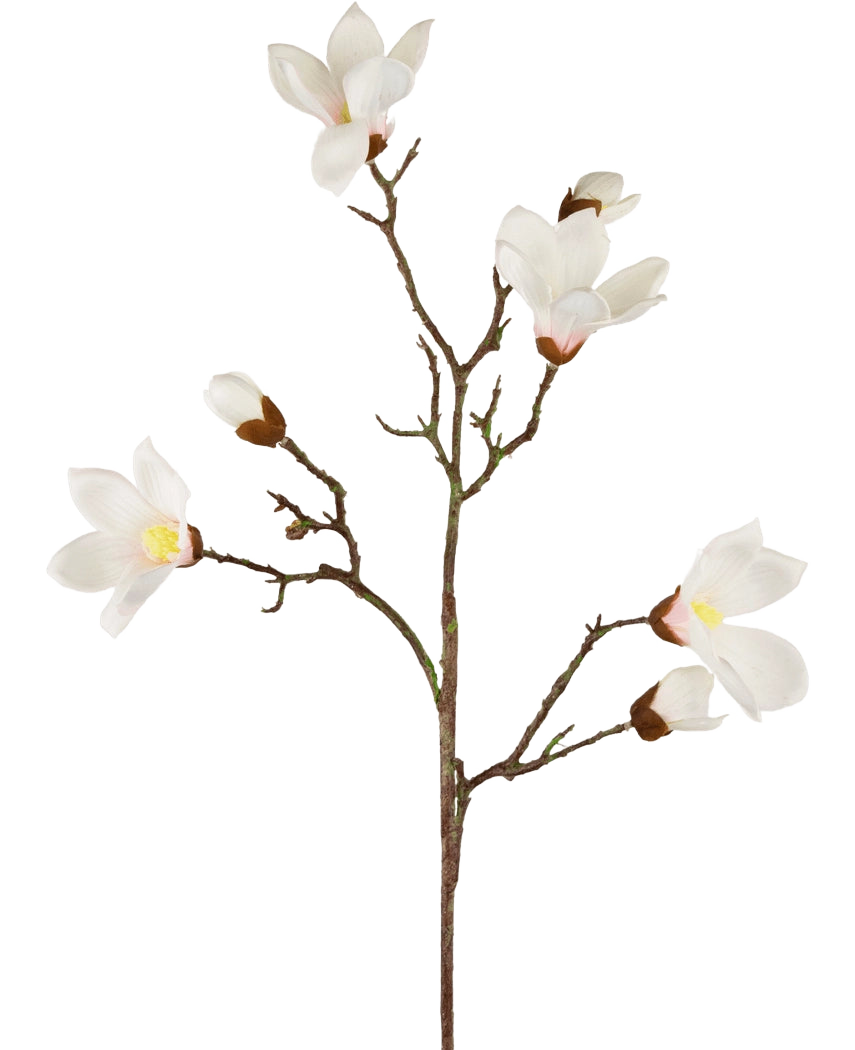 De Kunstmagnoliatak Real Touch Wit 98cm heeft een enkele bruine steel met meerdere takken, elk met witte magnoliabloemen en knoppen met een gele kern, prachtig weergegeven tegen een effen witte achtergrond.
