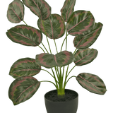 De Kunst Calathea 58 cm groen/rood is een kamerplant in pot met grote, ovale bladeren met groene randen en roodroze patronen, die rechtop groeien aan dunne stelen in een eenvoudige zwarte pot.