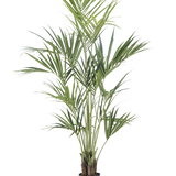 De Kunstplant Kentia Palm 190 cm brandvertragend heeft lange, slanke groene bladeren en meerdere dunne stelen in een eenvoudige zwarte pot, tegen een effen witte achtergrond.