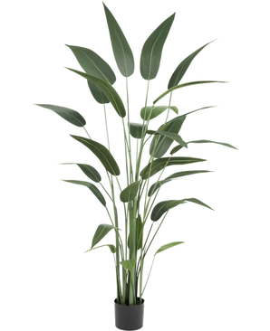 De Kunstplant Heliconia 180 cm heeft lange, slanke groene bladeren op rechtopstaande stelen in een zwarte pot, tegen een witte achtergrond - ideaal voor liefhebbers van kunstplanten kopen.