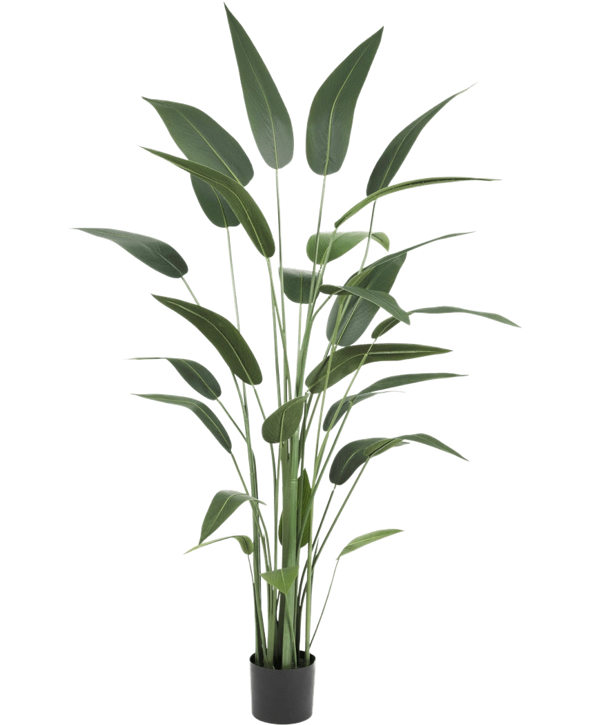 Kunstplant Heliconia 180 cm met lange, slanke groene bladeren in een zwarte pot op een witte achtergrond-een stijlvolle keuze voor wie kunstplanten koopt of realistische kunstplanten aan het interieur wil toevoegen.