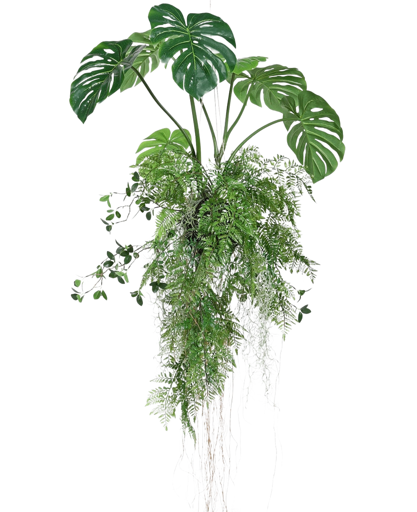 De Kunst hangplant Monstera/Varen bal 100 cm XL heeft weelderige groene monsterabladeren en varens met lange, slepende ranken en wortels, perfect om groen toe te voegen aan elke ruimte tegen een witte achtergrond.