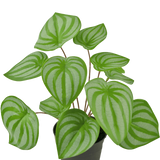 De Kunstplant Watermeloen 29 cm is een kunstplant met hartvormige groene bladeren en lichtgroene strepen, weergegeven in een kleine zwarte pot tegen een effen witte achtergrond.