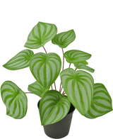 De Kunstplant Watermeloen 29 cm is een kunstplant met hartvormige groene bladeren en lichtgroene strepen, weergegeven in een kleine zwarte pot tegen een effen witte achtergrond.