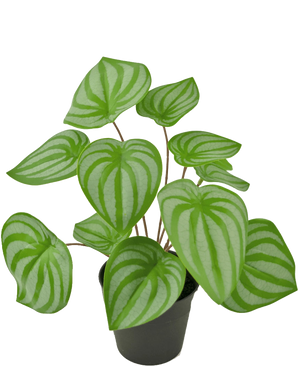 De Kunstplant Watermeloen 29 cm is een kunstplant in pot met groene, hartvormige bladeren, met licht- en donkergroene strepen die de schil van een watermeloen nabootsen.