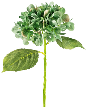 De Kunst Hortensia Deluxe 33 cm donkergroen heeft een enkele donkergroene hortensiabloem met een ronde tros bloemblaadjes, twee grote bladeren en een lange steel, geïsoleerd op een witte achtergrond.