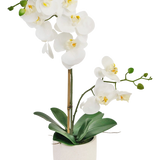 De Kunst Orchidee Real Touch 60 cm wit heeft delicate witte bloemen, groene knoppen en brede groene bladeren, ondersteund door een dunne staak in een kleine witte pot.