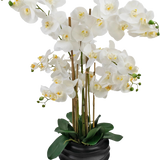 De Kunst Orchidee Real Touch 85 cm wit heeft grote witte orchideeënbloemen met een geel hart en glanzend groene bladeren, prachtig gerangschikt in een zwarte pot van keramiek.