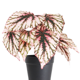 De Kunst Begonia in pot paars UV 25 cm heeft grote, hartvormige bladeren met roze, groene en crème bonte kleuren en wordt geleverd in een kleine zwarte pot tegen een effen witte achtergrond.