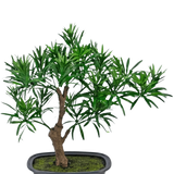 De Kunstplant Bonsai Podocarpus 30 cm heeft een kleine bonsai in pot met een dikke bruine stam en dichte, smalle groene bladeren in een rechthoekige grijze pot gevuld met mosgrond.