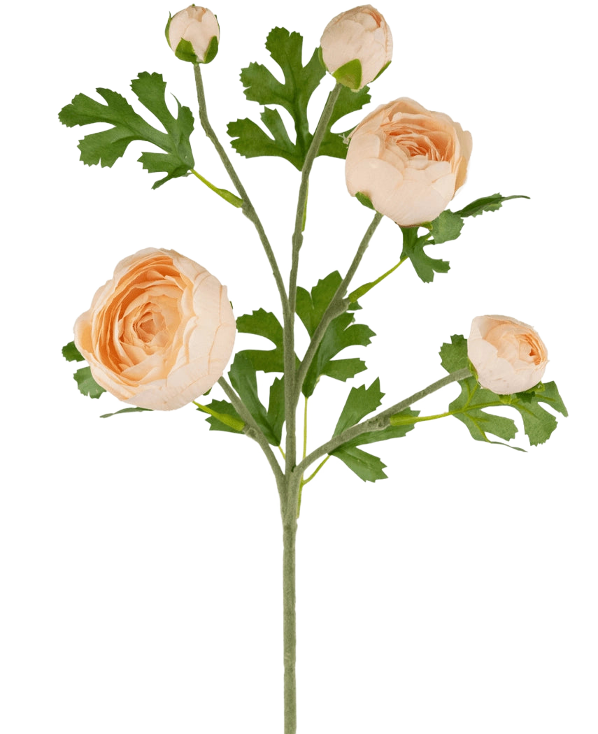 De Ranonkel kunsttak x5 Real Touch roze 62cm heeft één steel met drie volledig uitgebloeide perzikkleurige ranonkels en twee knoppen, geaccentueerd door groene, diep gelobde bladeren, alles tegen een witte achtergrond.