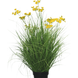 De Kunst Grasplant Asteraceae 90 cm brandvertragend heeft lange, slanke grasachtige bladeren en trossen kleine, heldergele bloemen op lange stelen, tegen een effen witte achtergrond.
