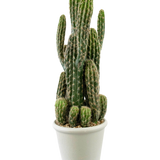 De Kunst Cactus 62 cm heeft hoge, groene, rechtopstaande stelen met stekels en wordt geleverd in een witte pot gevuld met kiezels, tegen een effen witte achtergrond.