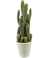 De Kunst Cactus 62 cm heeft meerdere rechtopstaande, stekelige groene stengels in een witte pot met kiezels, tegen een effen witte achtergrond.