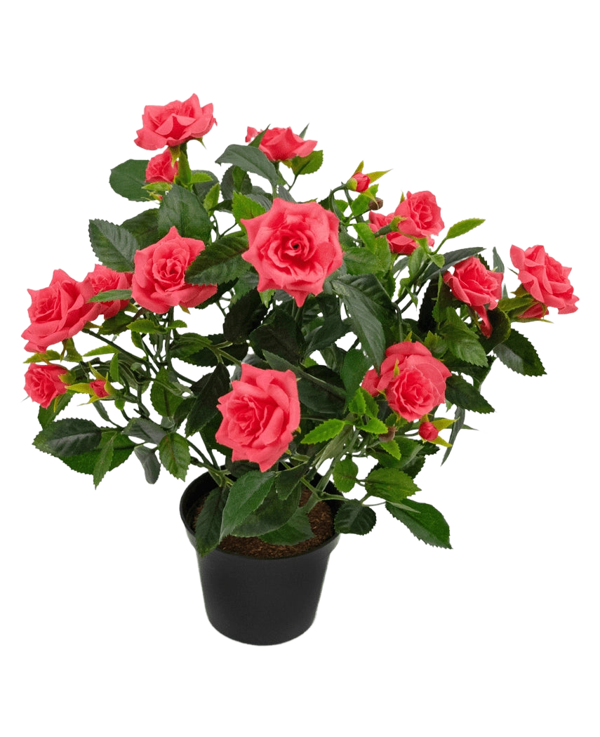 De Kunstplant mini roos UV 35 cm heeft een zwarte pot gevuld met een weelderige kunstrozenplant met meerdere bloeiende roze rozen en groene bladeren tegen een witte achtergrond.