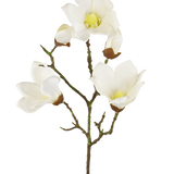 Een Kunst Magnolia Real Touch Wit 72cm tak toont meerdere witte magnolia bloemen en knoppen met gele harten, tegen een effen witte achtergrond.
