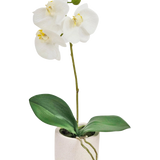 De Kunst Orchidee Real Touch 30 cm wit heeft levensechte witte orchideeënbloemen en groene bladeren in een kleine witte pot, perfect om elegantie toe te voegen aan elke ruimte.