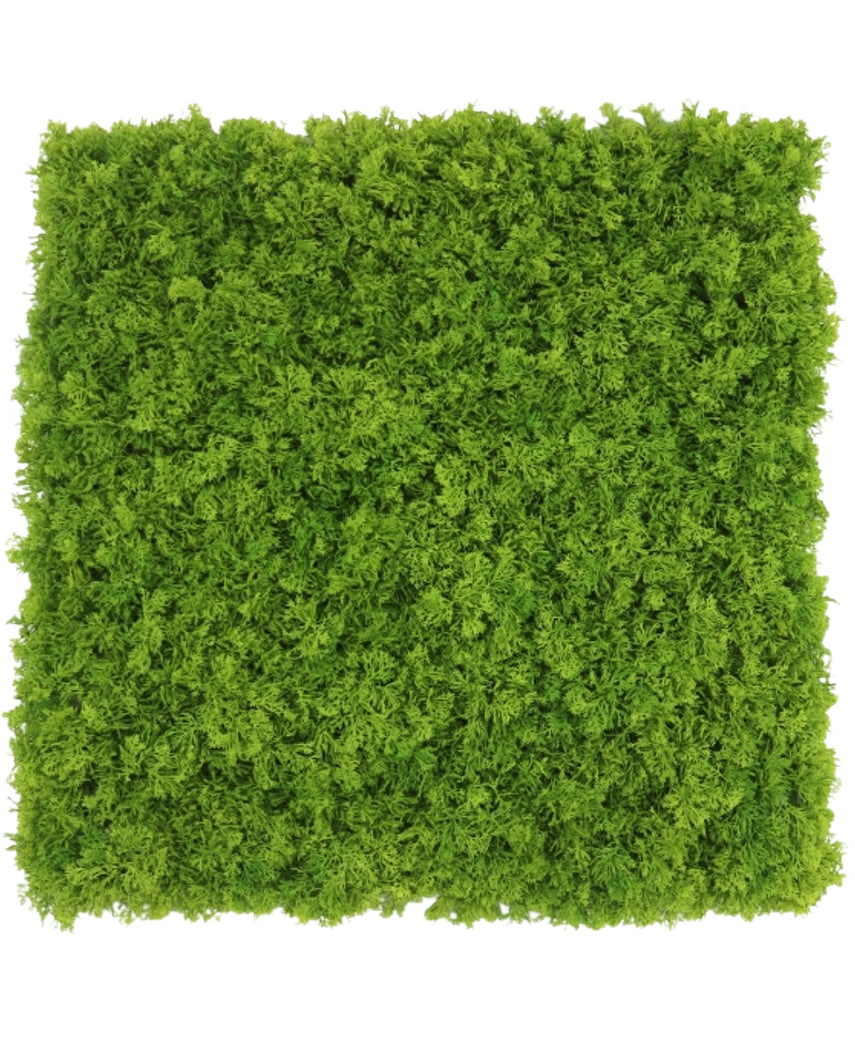 Een Kunsthaag Bergmos merkvast vierkant paneel van 50x50 cm met dicht, levendig groen mos, van bovenaf gezien op een witte achtergrond.