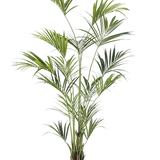 De Kunstplant Kentia Palm 240 cm is een hoge kamerpotplant met lange, slanke groene bladeren op meerdere stelen in een kleine zwarte pot, afgebeeld tegen een effen witte achtergrond.