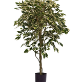 De Kunstplant Ficus Bont 150 cm heeft bonte groene en witte bladeren en een gedraaide stam, in een eenvoudige zwarte pot tegen een effen witte achtergrond.