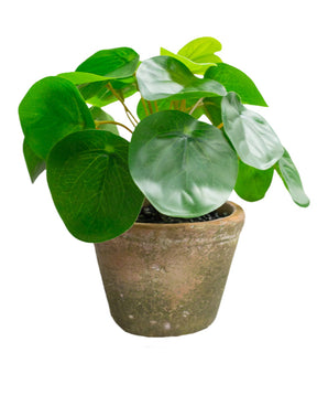 Pilea in pot mini 15 cm UV